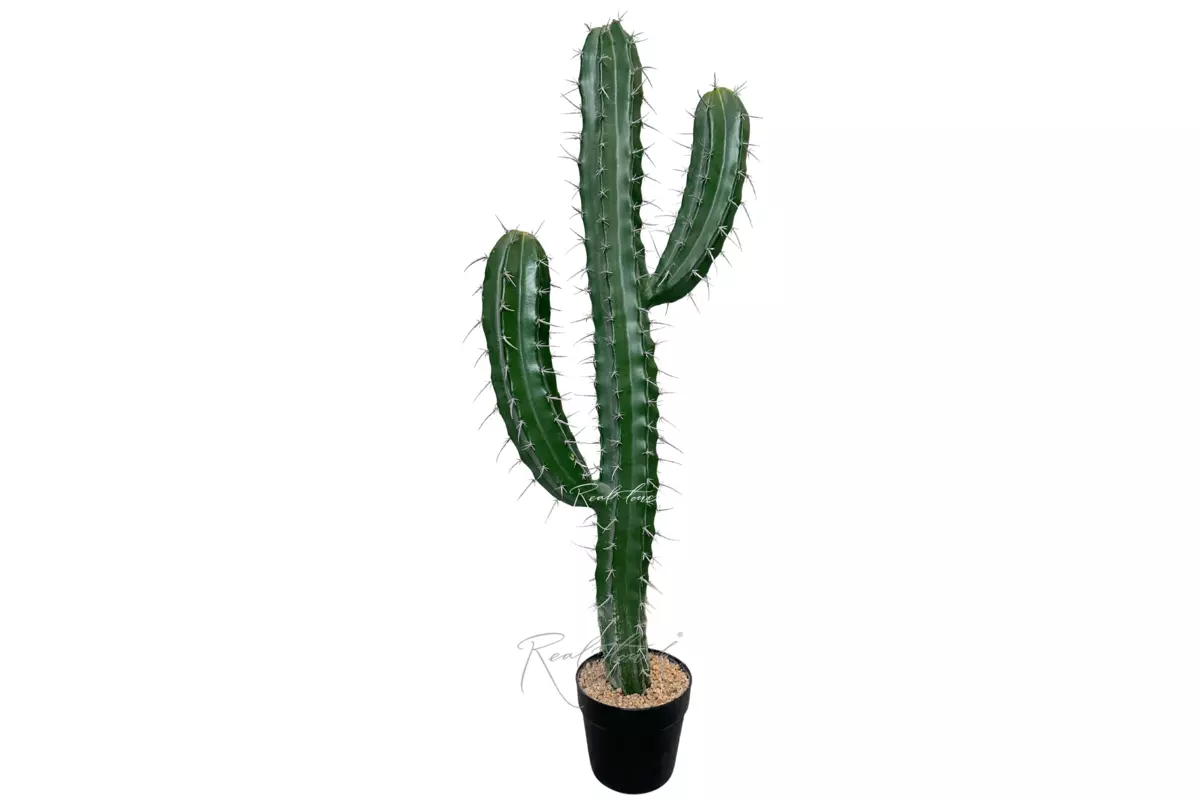 Cactus Stetsonia (1 trunk) 101cm - green