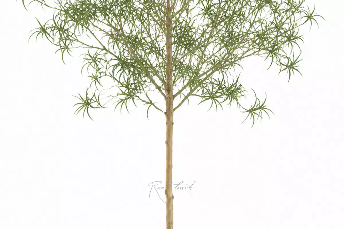 Bottle tree 240 cm in a pot - green