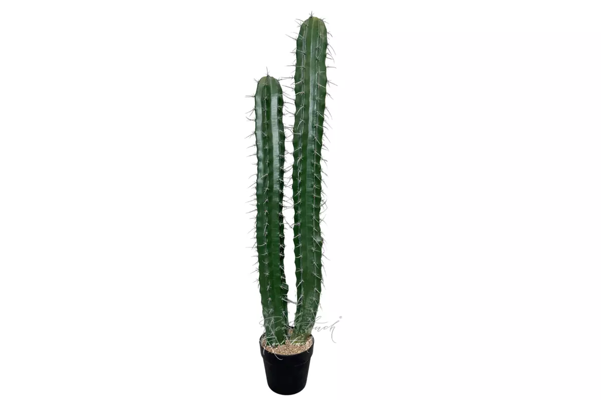 Cactus Stetsonia (2 trunks) 105cm - green