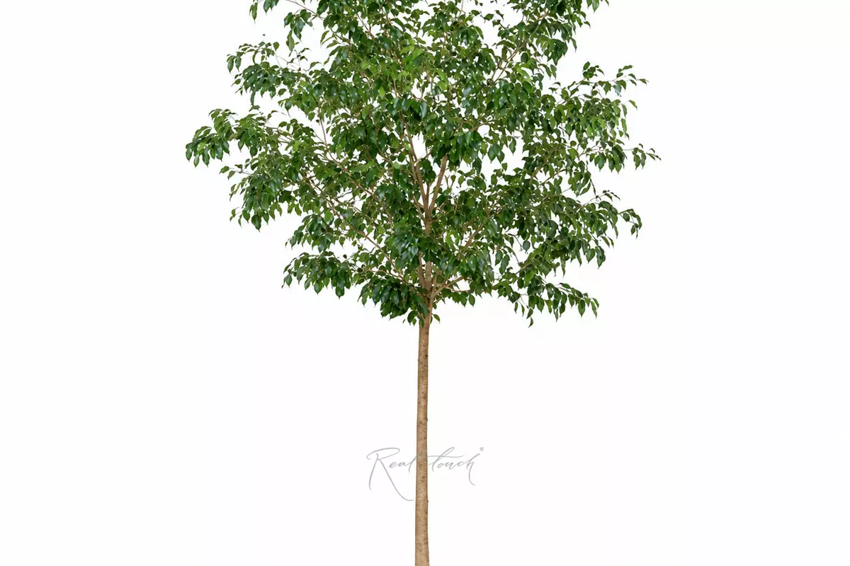 Gardenia Tree 3.6m in a pot - green
