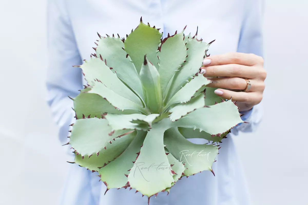 Agave Kichiokan - light green