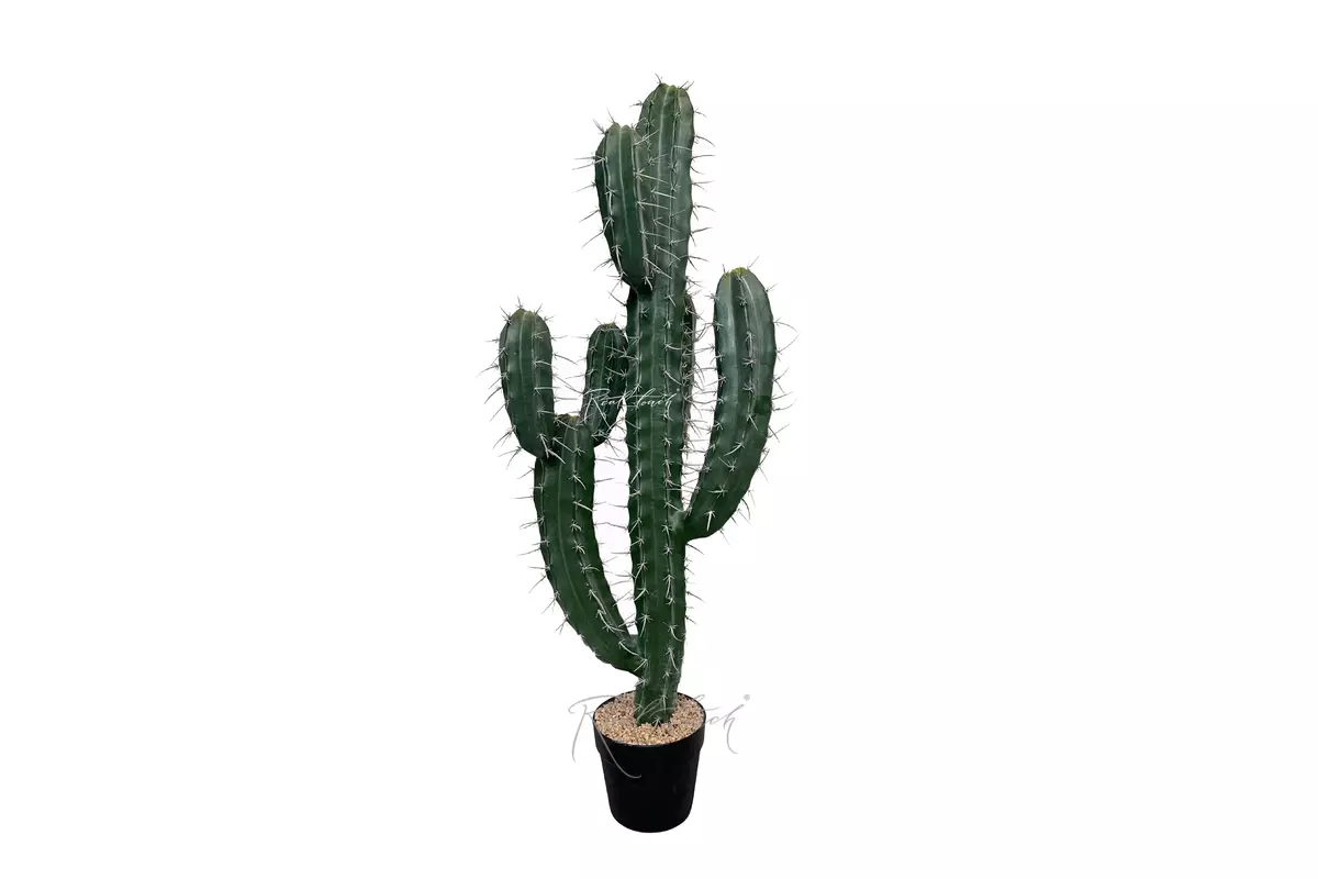 Cactus Stetsonia (branchy) 101cm - green