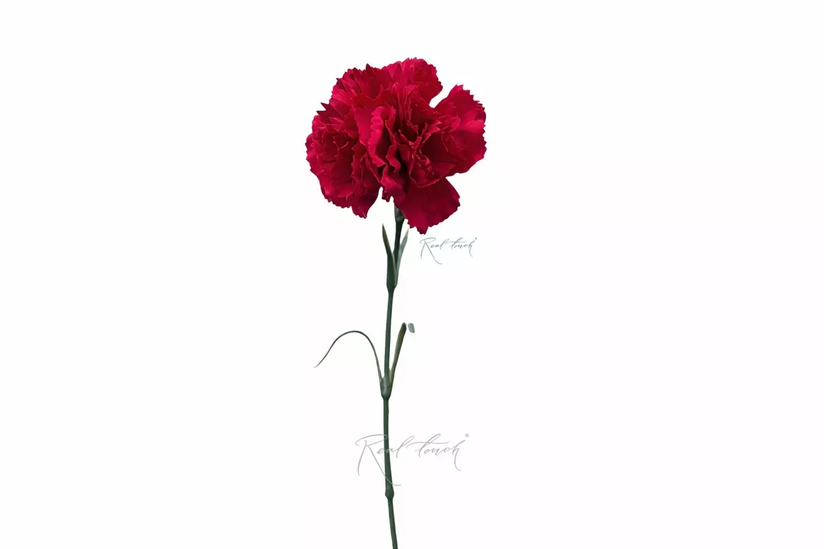 Carnation (dianthus) - red