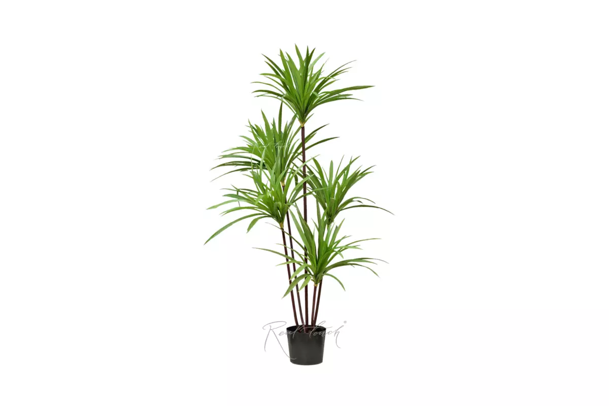 Dracaena Marginata in pot 120cm - green