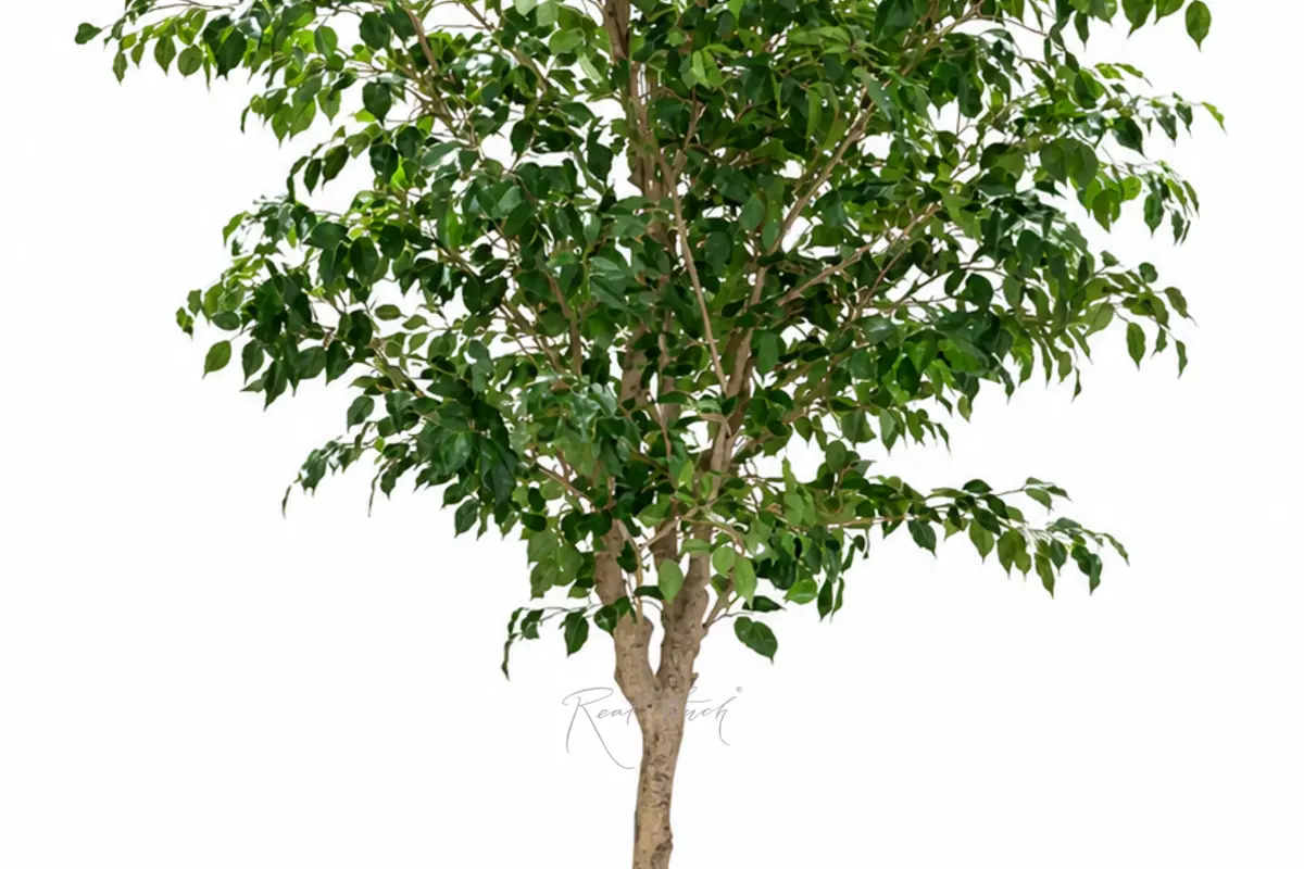 Gardenia Tree 2.28m in a pot - green