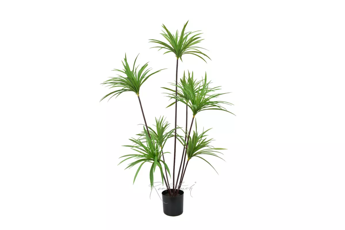 Dracaena Marginata in pot 150cm - green