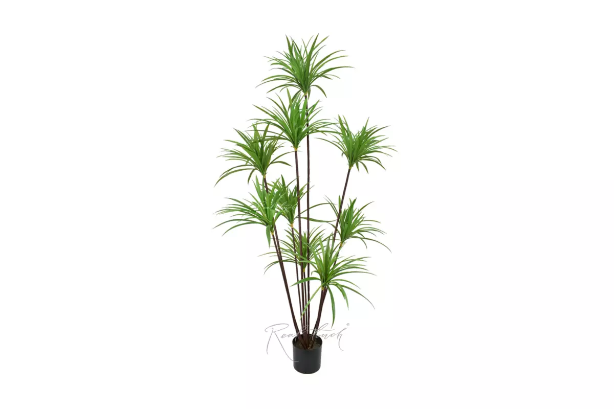 Dracaena Marginata in pot 180cm - green