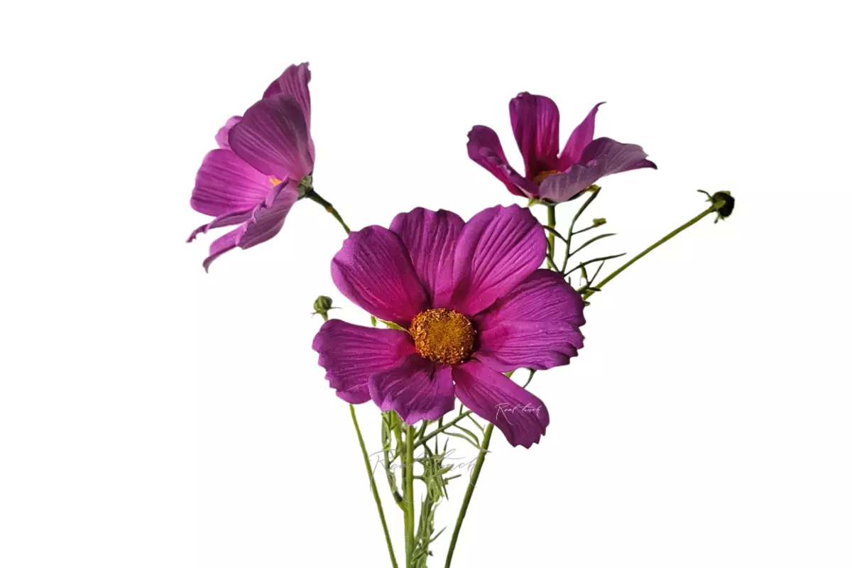 Cosmos flower 50 cm - Crimson Cosmos flower 50 cm - Crimson