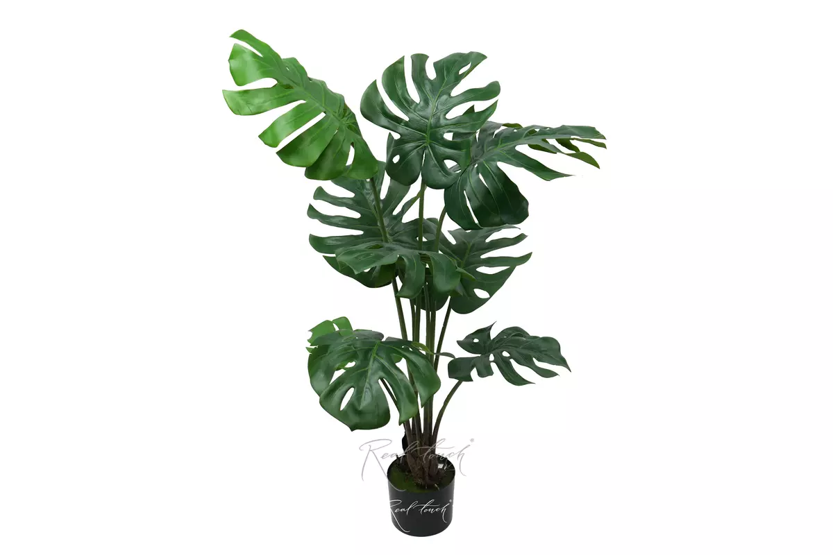 Monstera bush 100 cm in the planters - green Monstera bush 100 cm in the planters - green