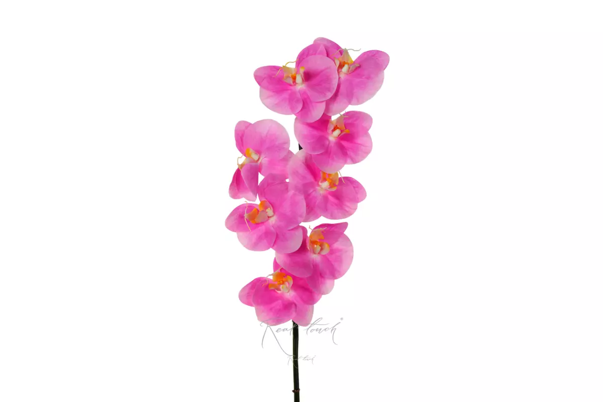 Orchid Premium 8 blooms - Bright pink Orchid Premium 8 blooms - Bright pink