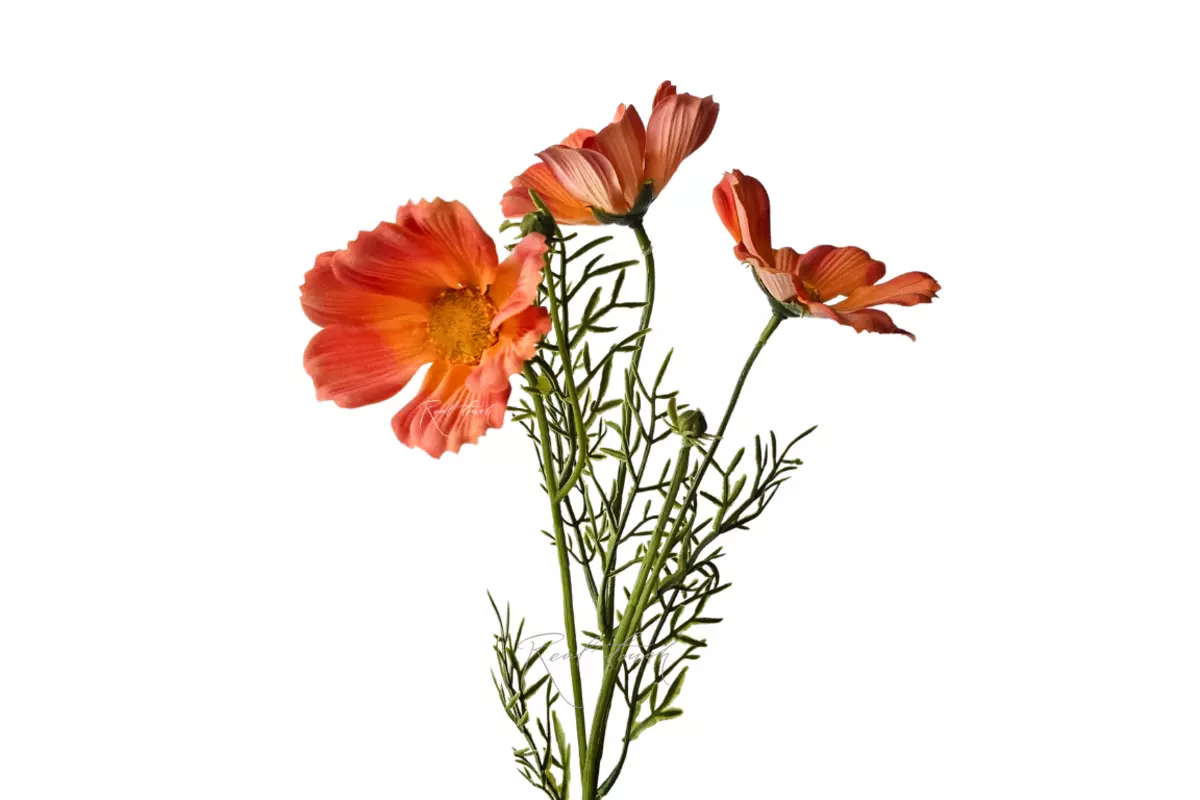 Cosmos flower 50 cm - orange Cosmos flower 50 cm - orange