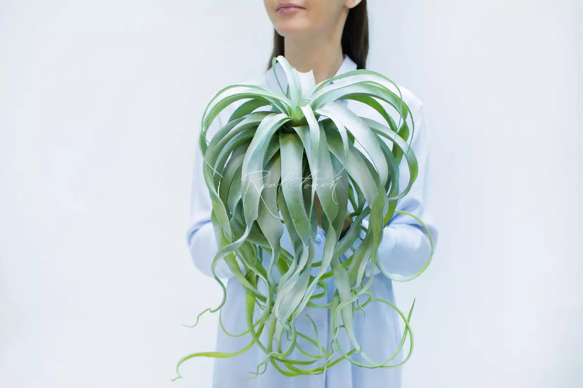 Tillandsia Xerographic long 3652 - dusty green