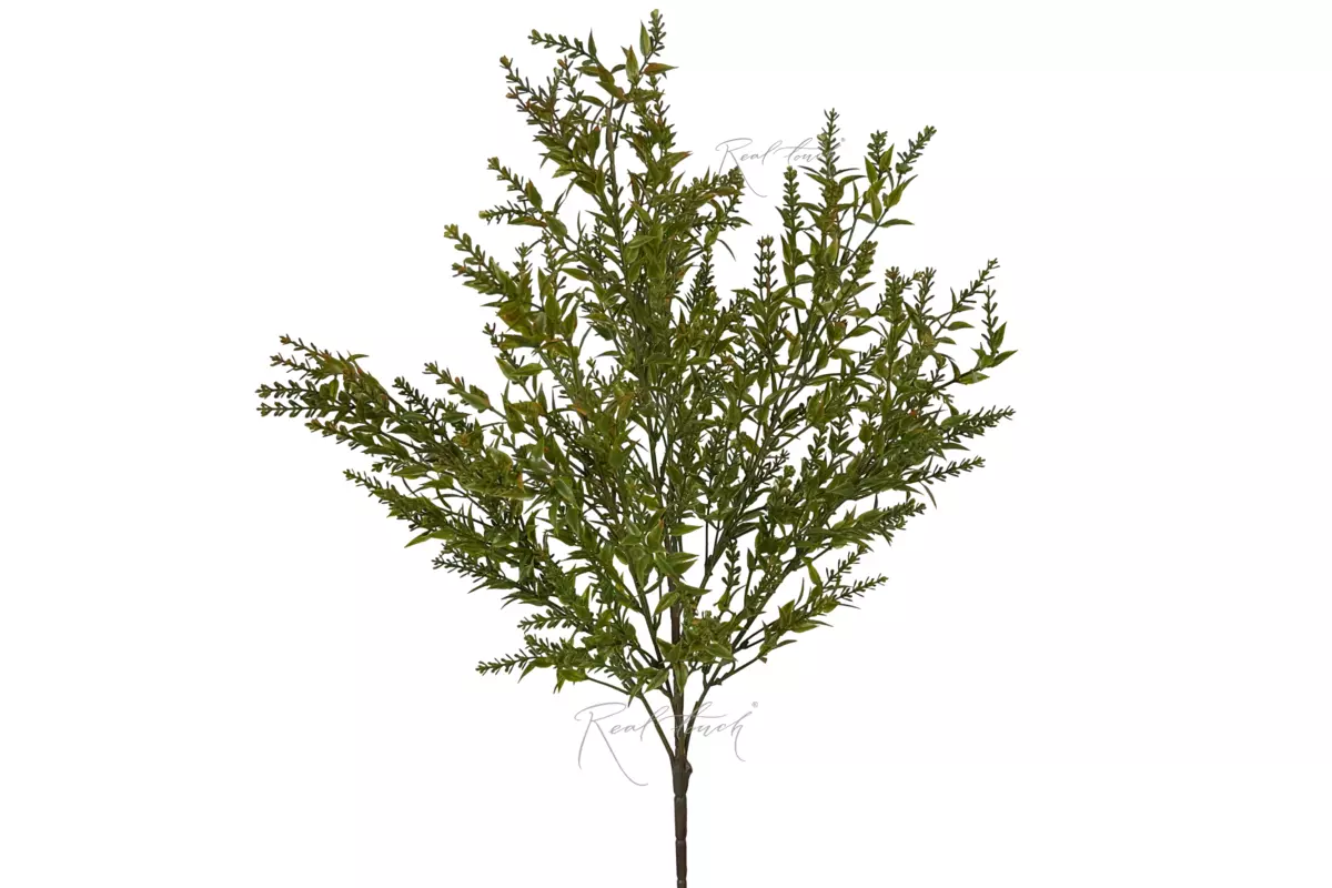 Asparagus - green