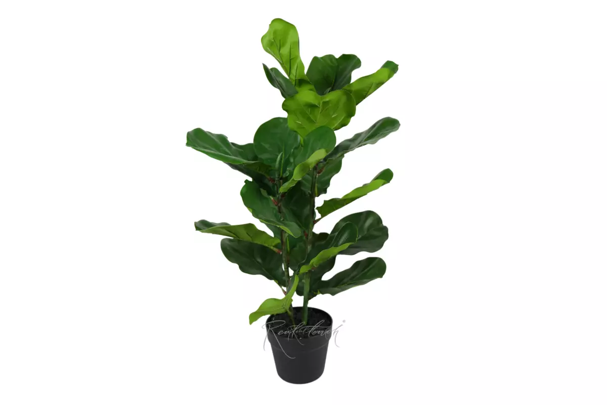 Ficus Lirata small in a flowerpot - green