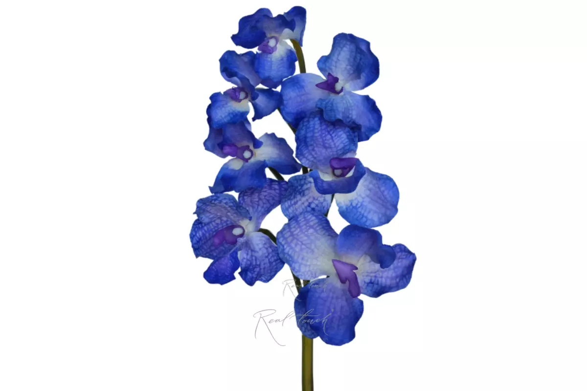 Vanda orchid 7 inflorescences - blue