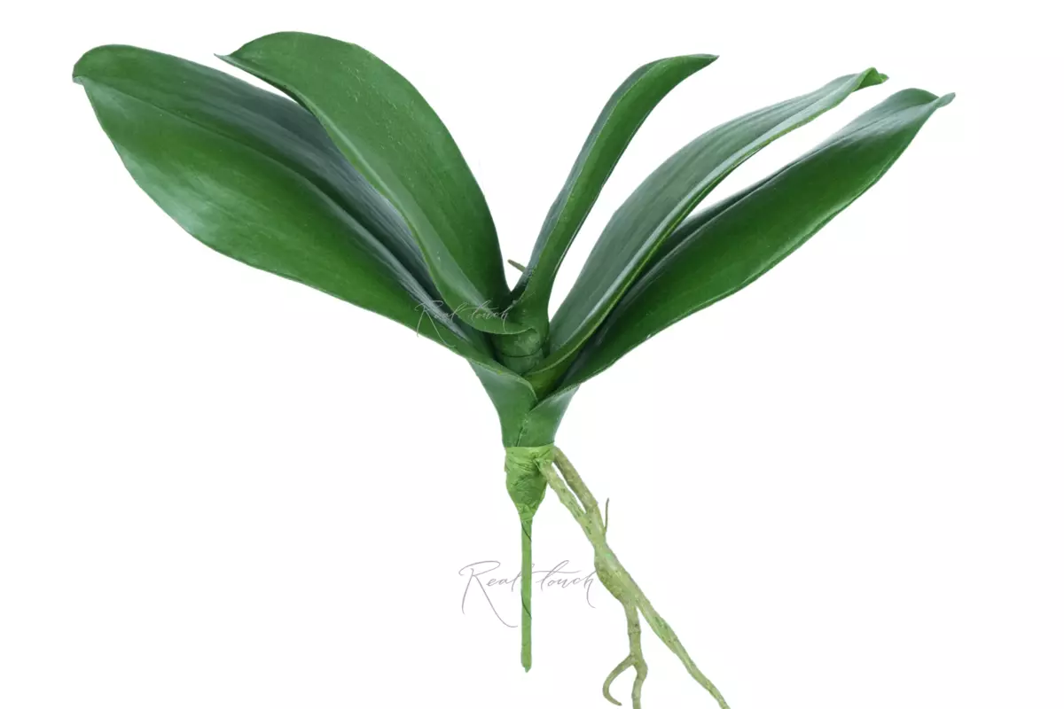 Bunch of Orchid leaves (size 2) - green Bunch of Orchid leaves (size 2) - green