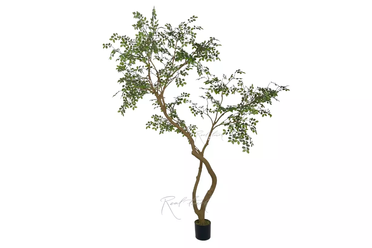 Murraya Tree 2.6m in a pot - green