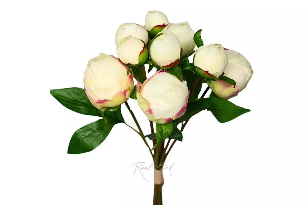 Peony Bouquet (9 Closed Buds) - Сream