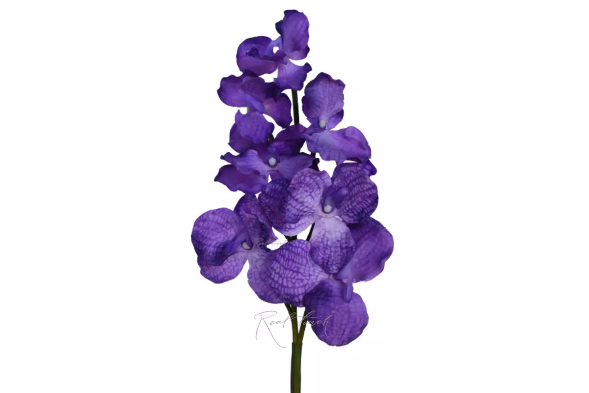 Vanda orchid 7 inflorescences - light purple Vanda orchid 7 inflorescences - light purple