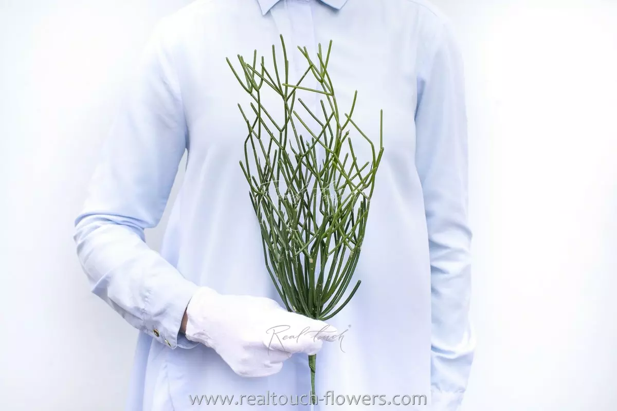 Rhipsalis bush - green