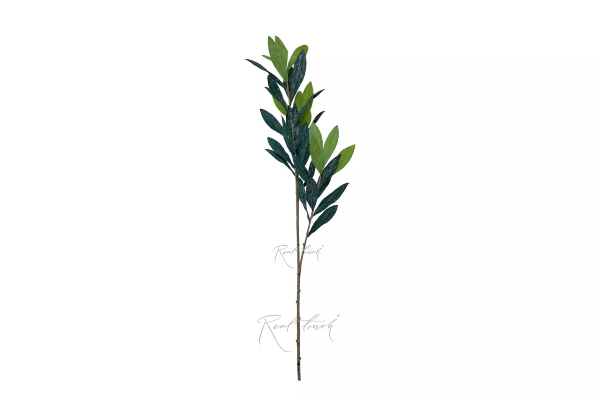 Olive branch 70cm - Gray green