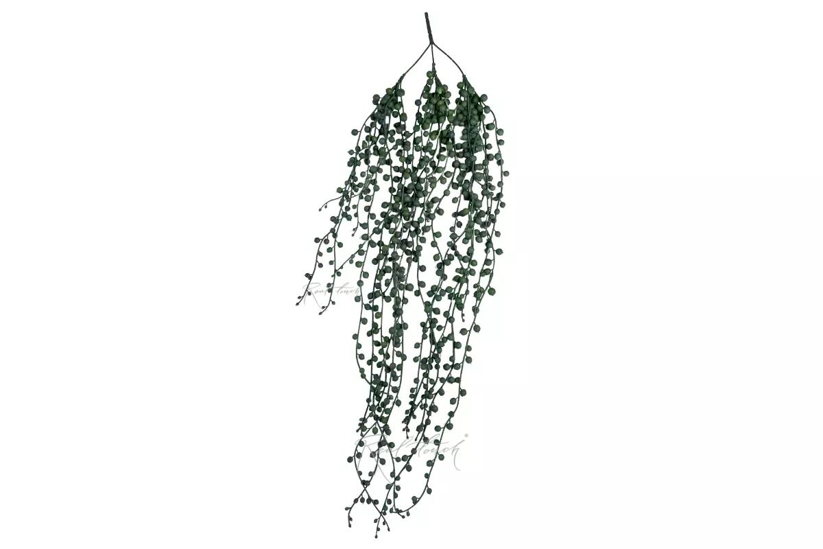 Senecio hanging plant String of pearls - Green blue
