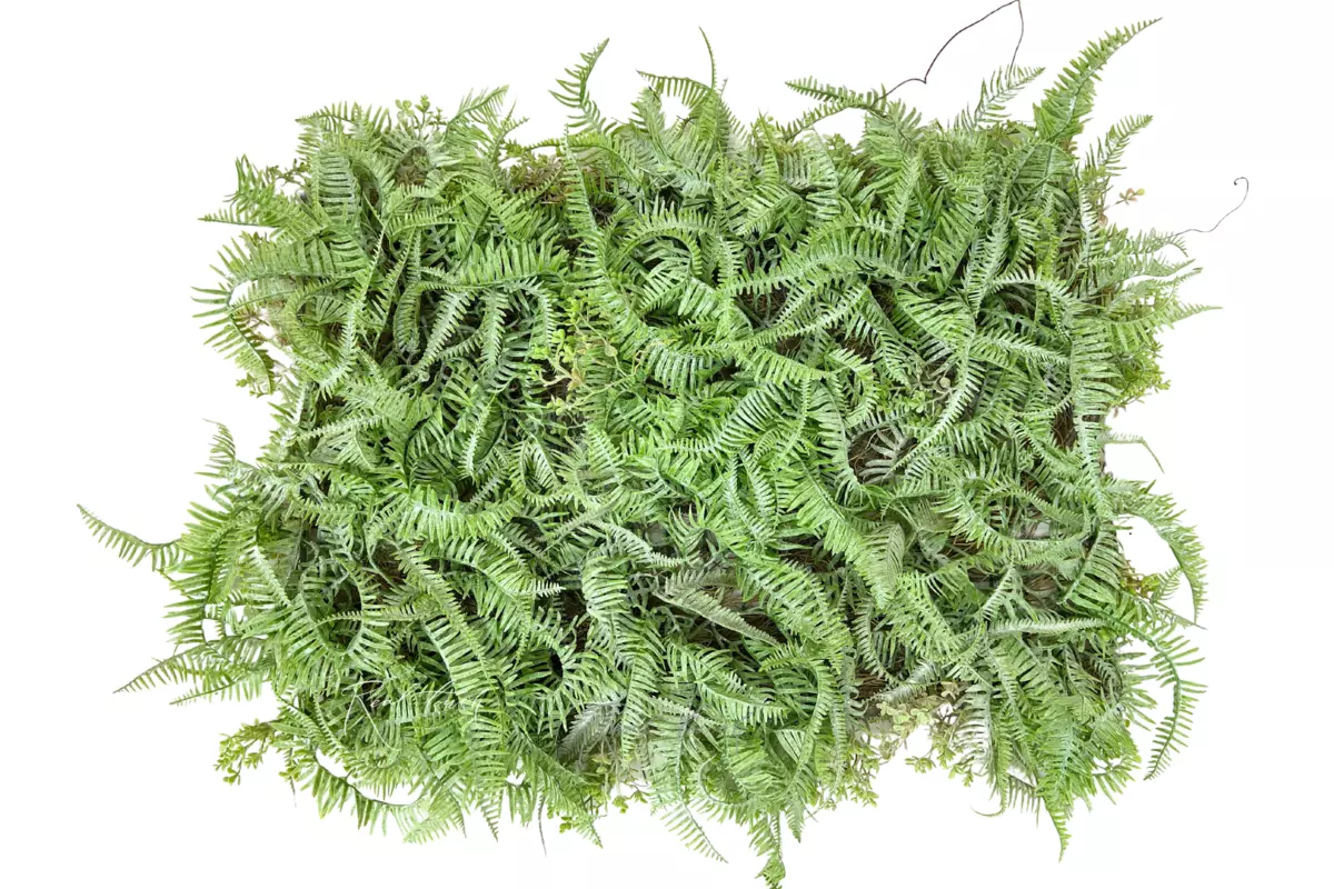 Panel of small fern 40*60 - dusty green