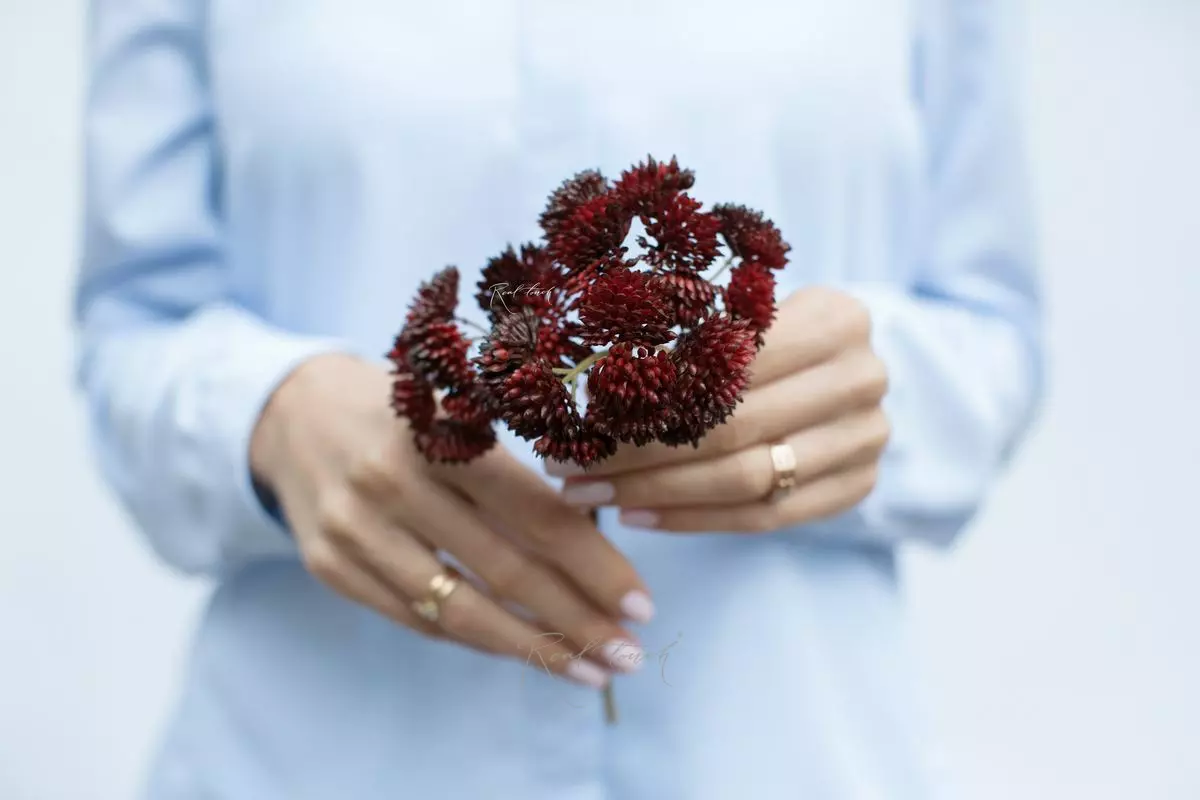 Small Sedum - red