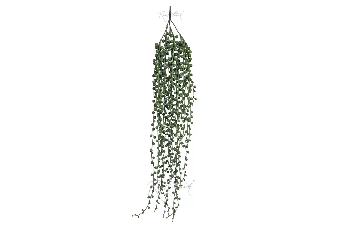 Senecio hanging plant String of pearls - light green