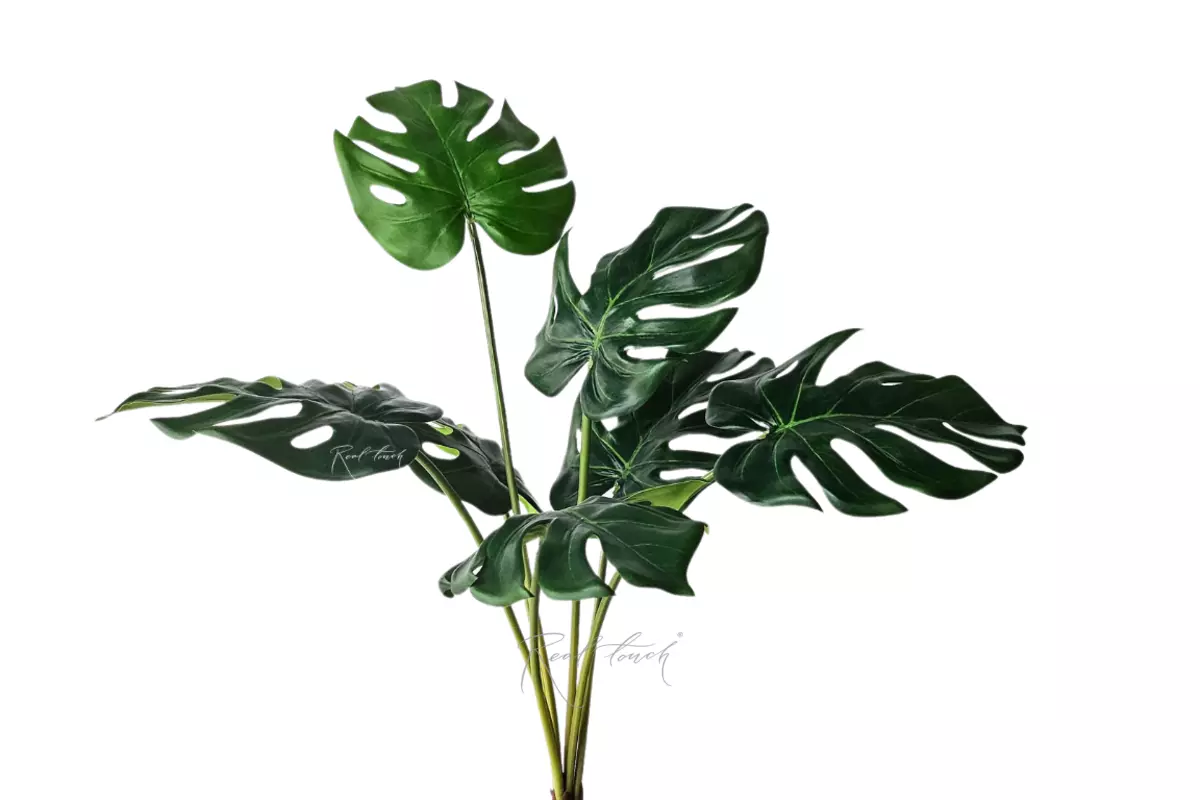 Monstera bush medium 7 leaves - green