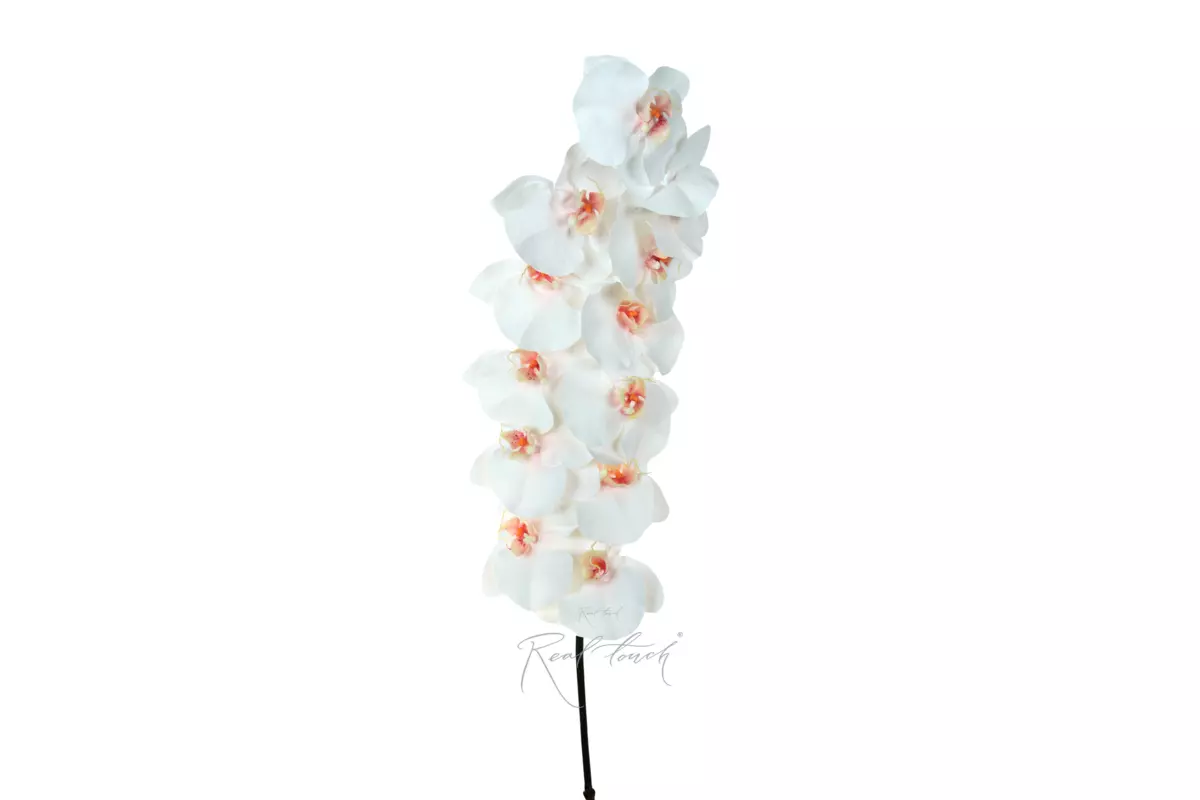 Orchid Premium 12 blooms (pink core) - white Orchid Premium 12 blooms (pink core) - white