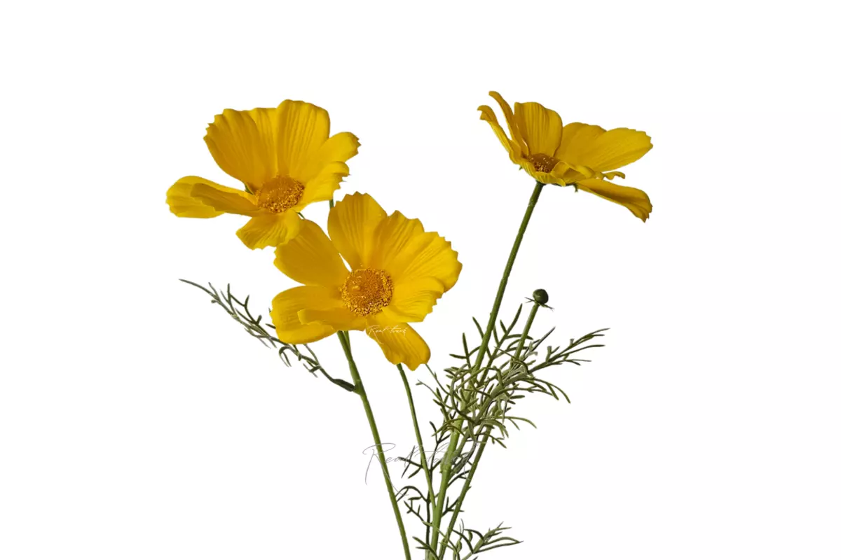 Cosmos flower 50 cm - yellow Cosmos flower 50 cm - yellow