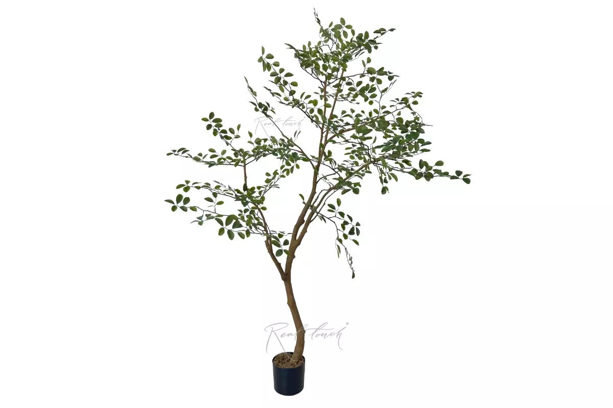 Murraya Tree 2m in a pot - green