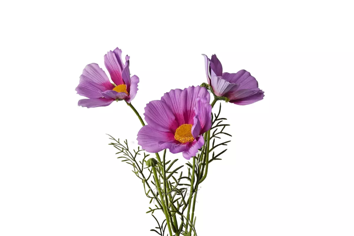 Cosmos flower 50 cm - Pink purple Cosmos flower 50 cm - Pink purple