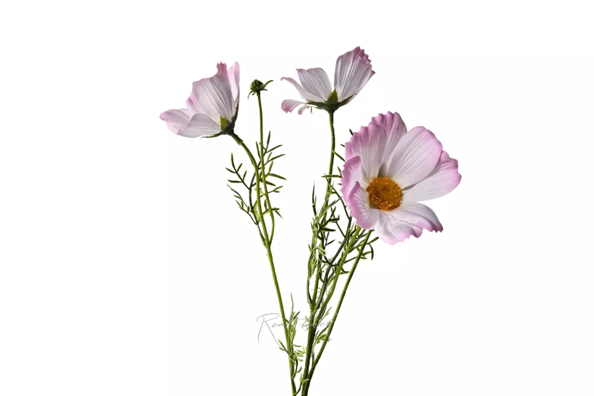 Cosmos flower 50 cm - light purple Cosmos flower 50 cm - light purple