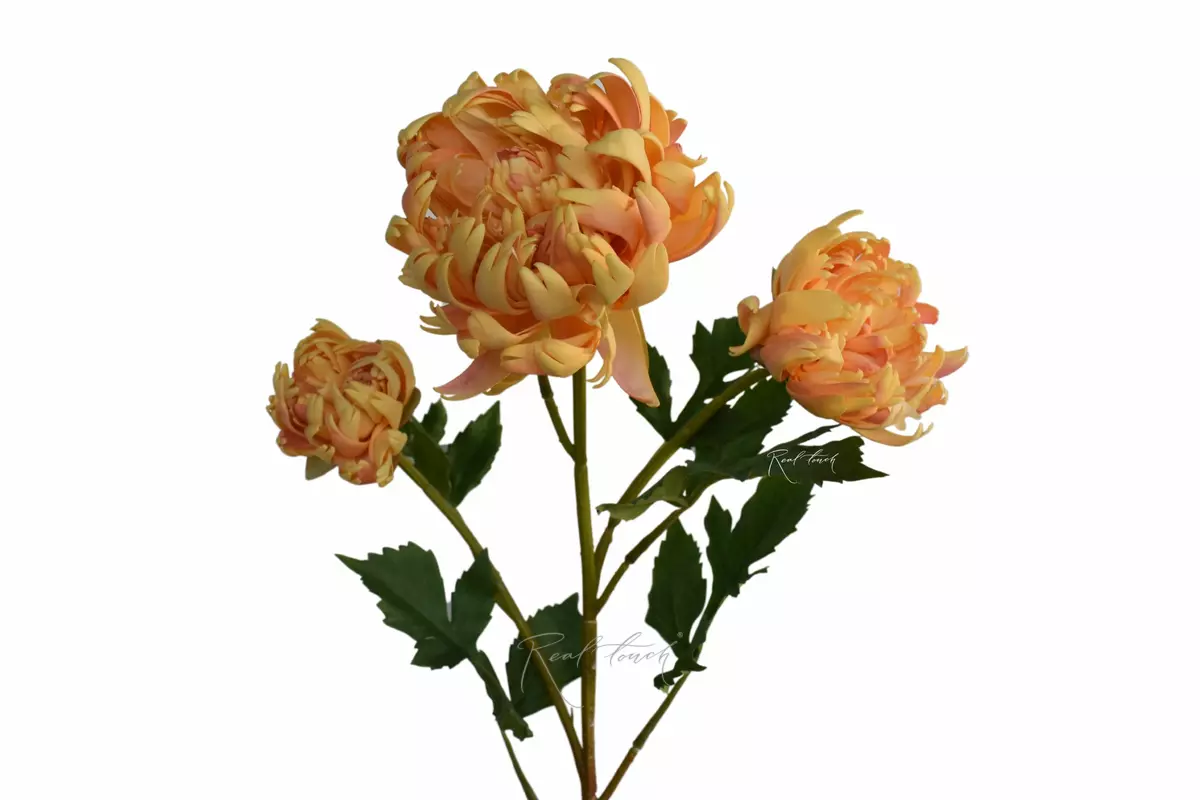 Chrysanthemum Vienna Ball - yellow Chrysanthemum Vienna Ball - yellow