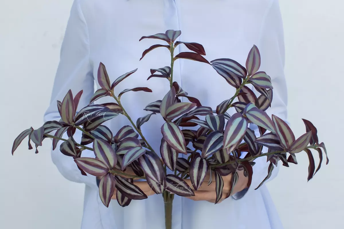 Tradescantia zebrina - red