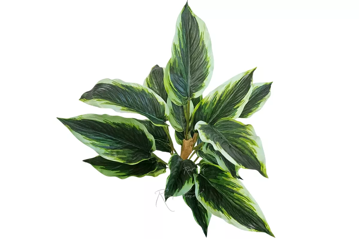 Aglaonema  (24 leaves) - white green