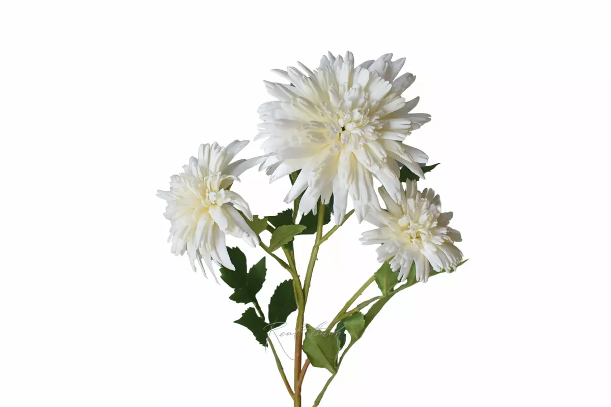 Chrysanthemum Korea - white Chrysanthemum Korea - white