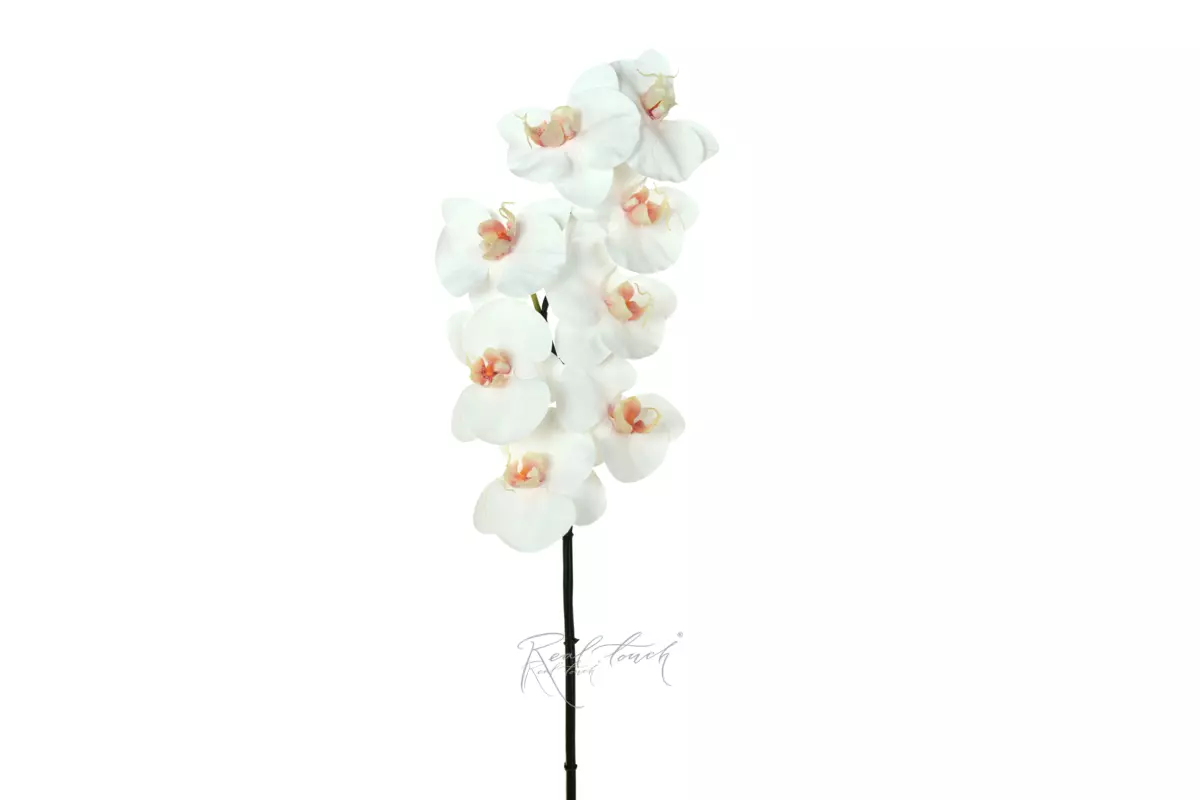 Orchid Premium 8 blooms (pink core) - white Orchid Premium 8 blooms (pink core) - white