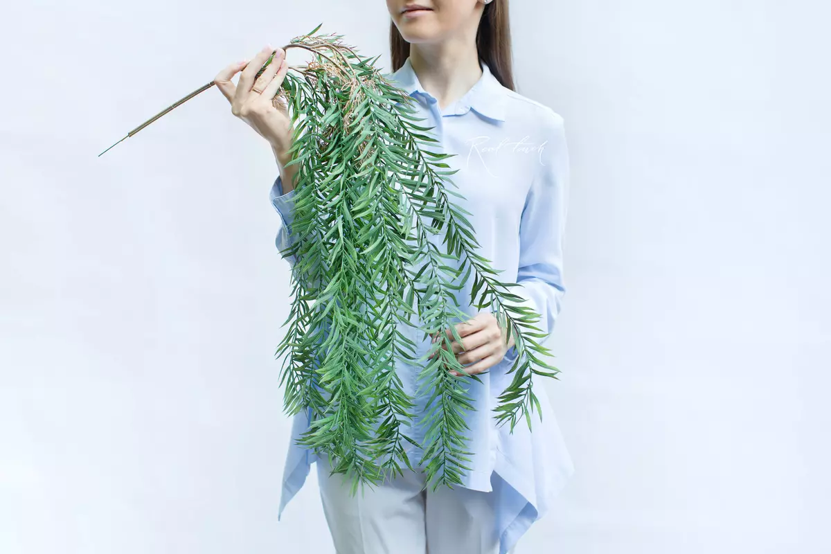 Afrocarpus graclior - green Afrocarpus graclior - green