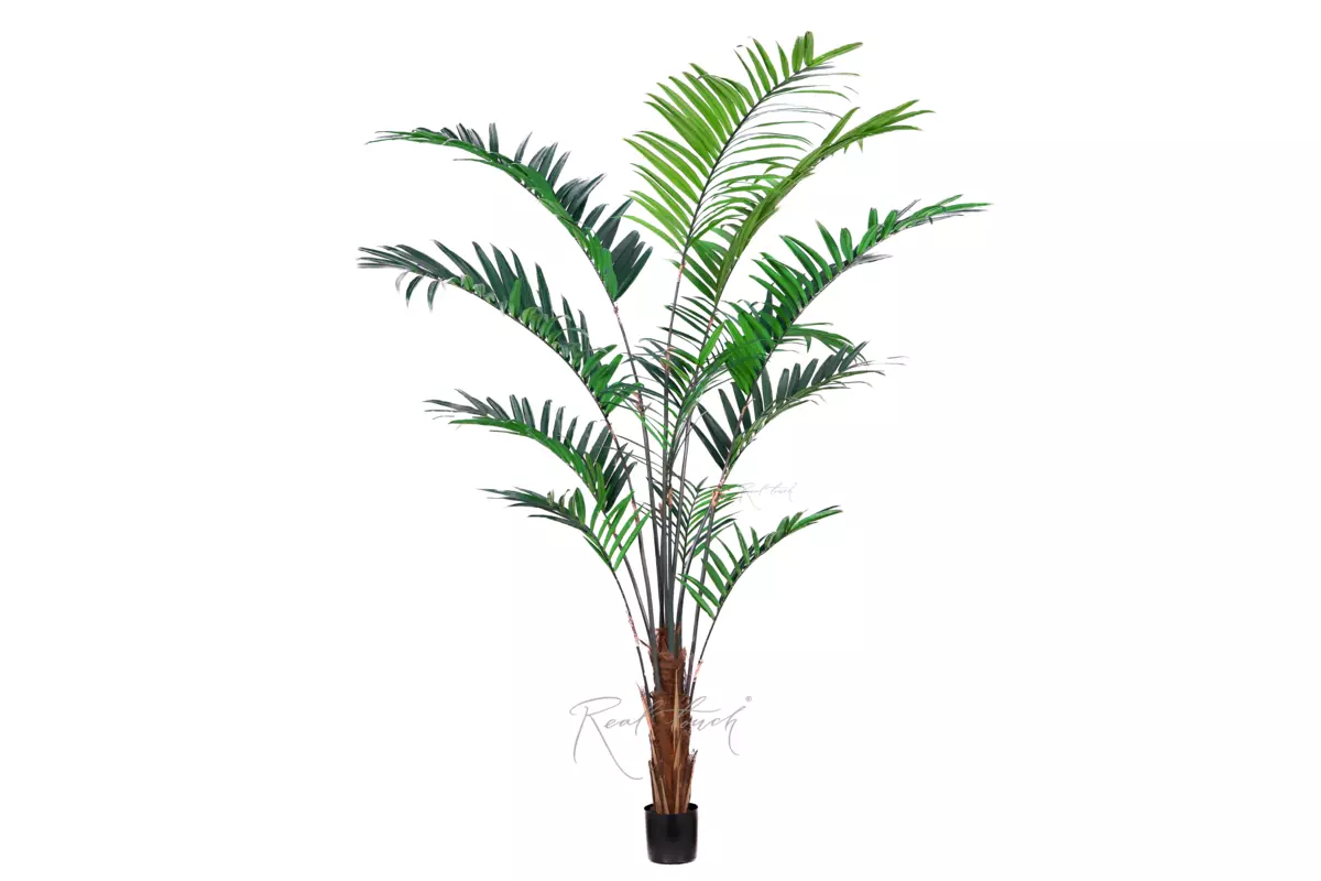 Kentia palm 240cm in pot - green