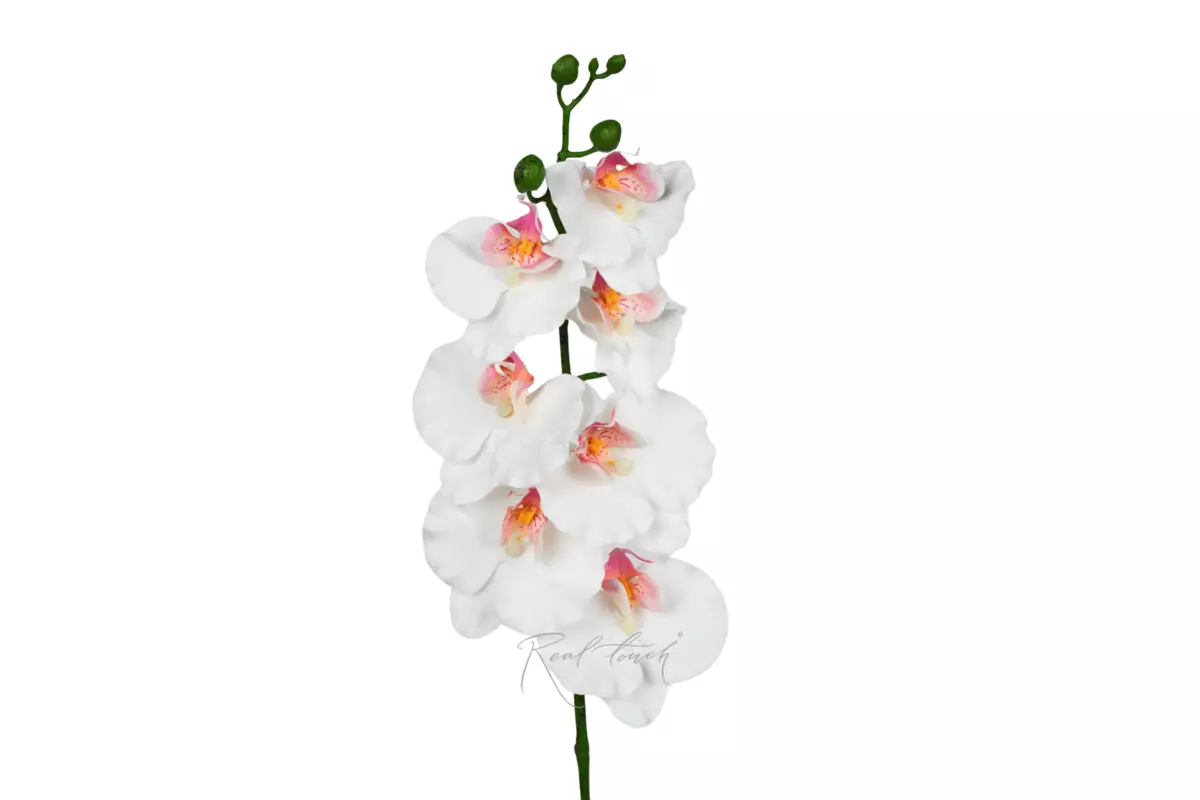 Phalaenopsis Orchid (7 blooms) 85cm - white Phalaenopsis Orchid (7 blooms) 85cm - white