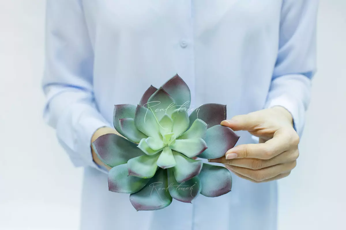 Echeveria elegans - green burgundy