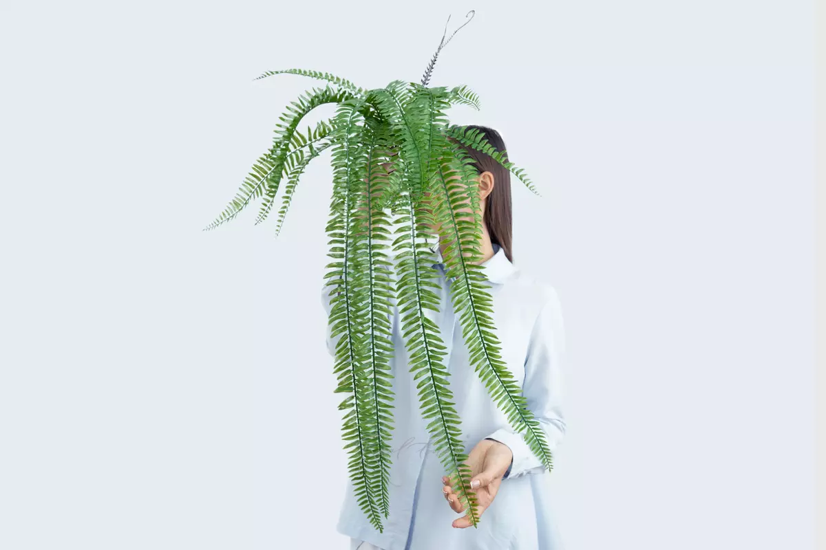 Nephrolepis elongated - green