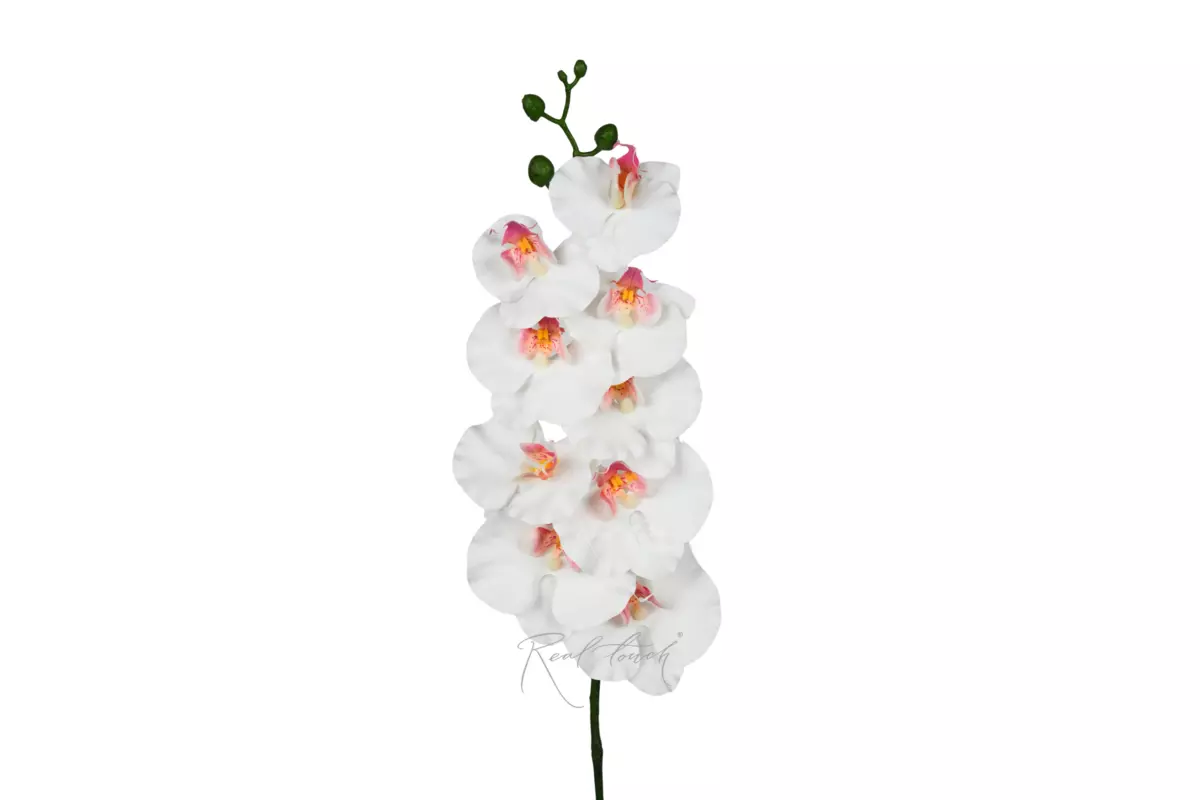 Phalaenopsis Orchid (9 blooms) 100cm - white Phalaenopsis Orchid (9 blooms) 100cm - white