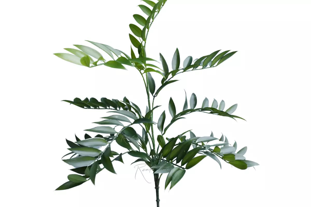 Ruscus bush (11 branches) - green