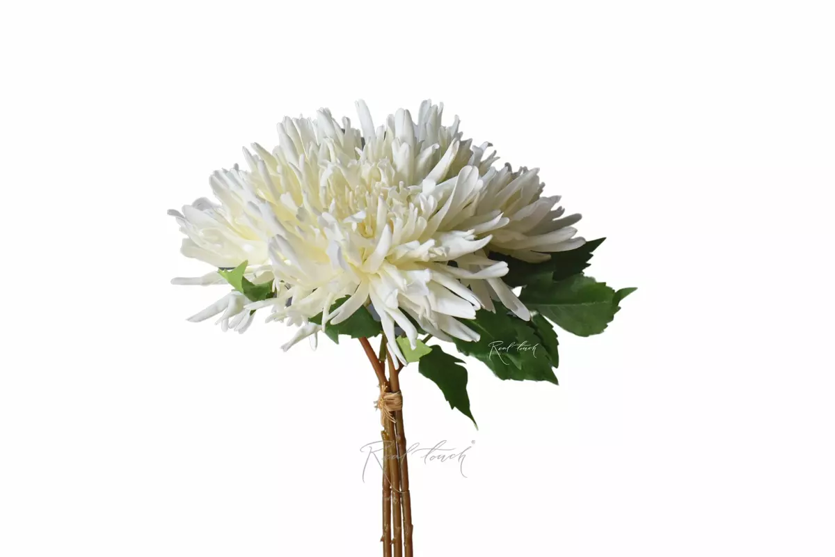 Bouquet of Terry chrysanthemums - white Bouquet of Terry chrysanthemums - white