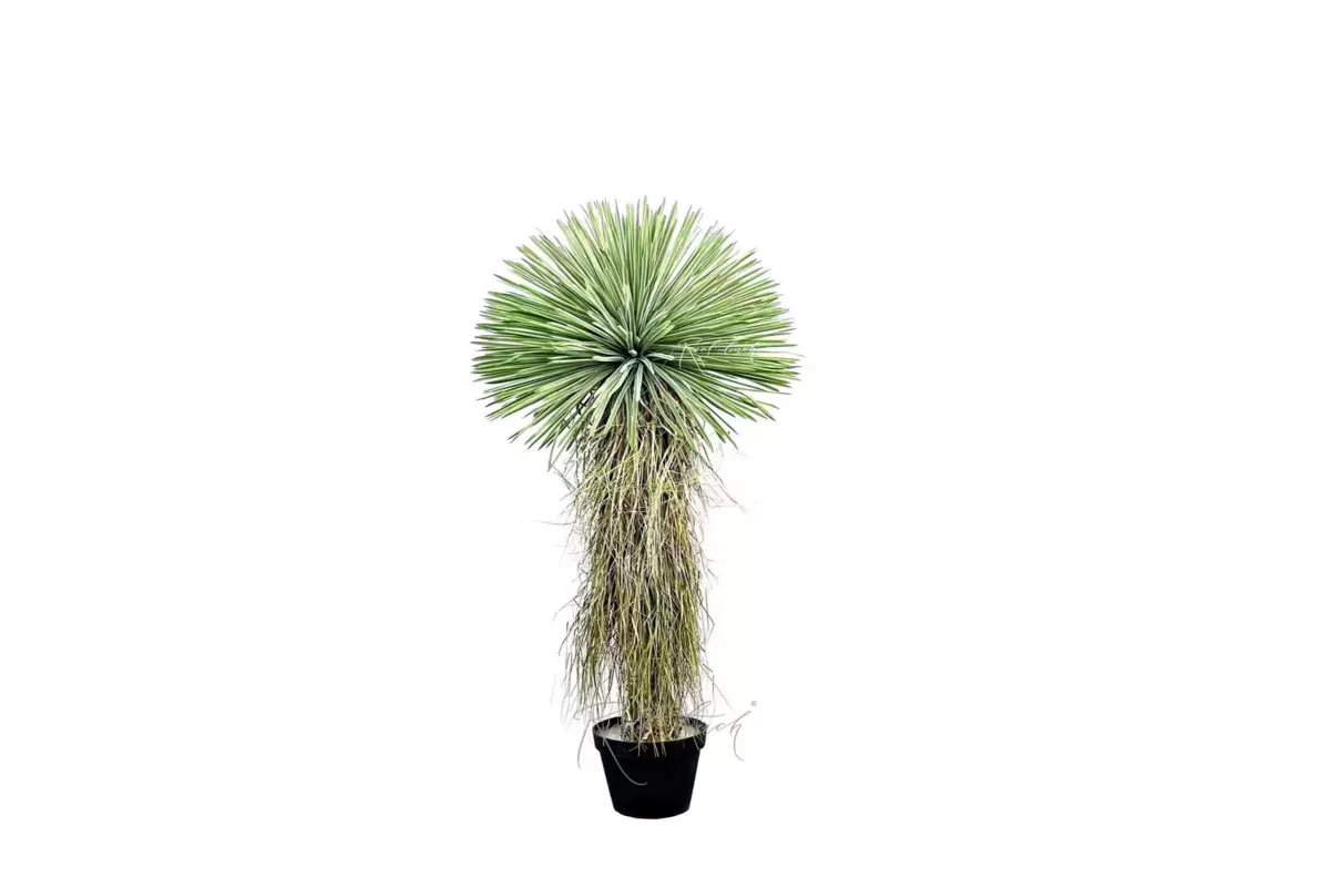 Yucca rostrata 150cm in pot - green