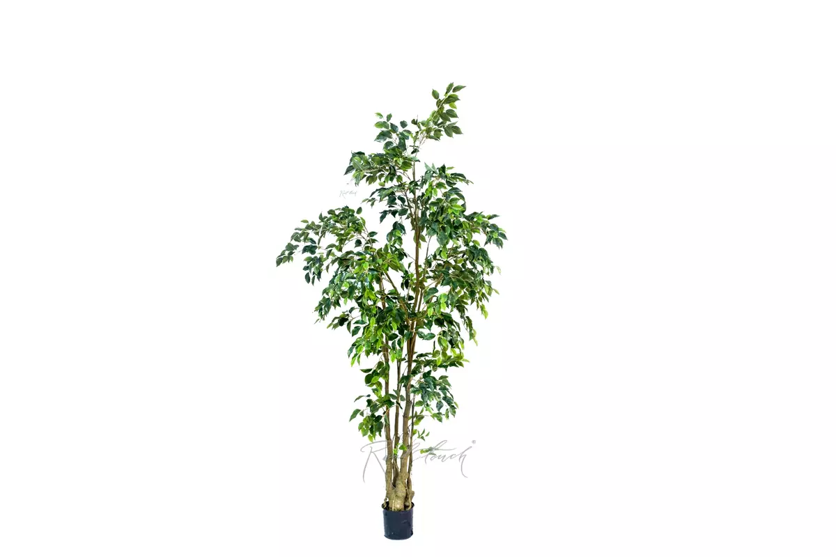 Artificial Ficus Benjamina 240cm  - green